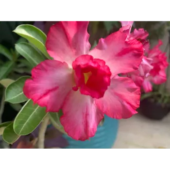 Red Adenium Plant